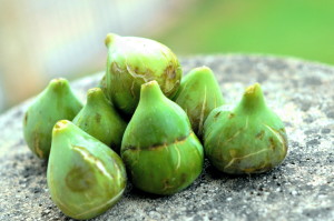 green figs